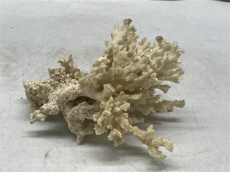 AUTHENTIC DRIED CORAL SLAB 7”