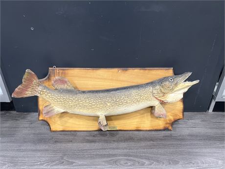VINTAGE TAXIDERMY NORTHERN PIKE ON MOUNT - 35” WIDE