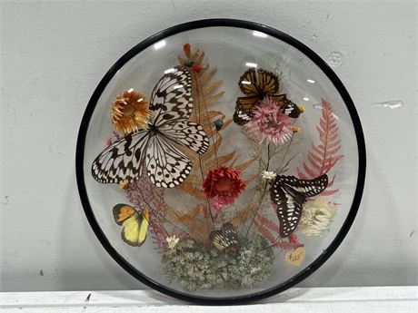 TAXIDERMY BUTTERFLY DISPLAY (10”)