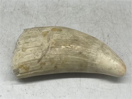 SPERM WHALE TOOTH 6”