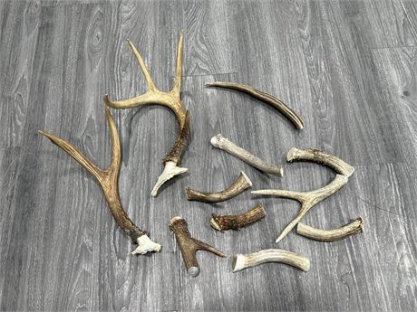 LOT OF ASSORTED ANTLERS / HORN - LARGEST IS 13”