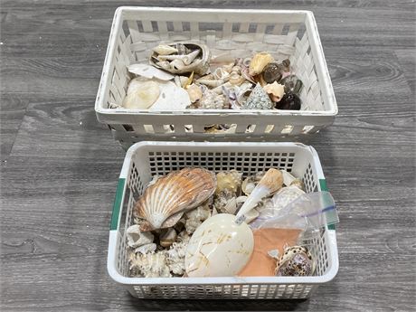2 CONTAINERS OF SEA SHELLS