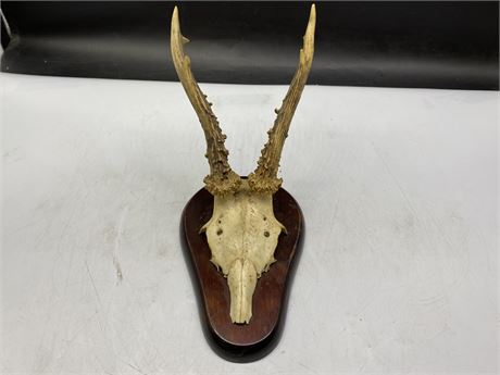 SMALL ANTLER WALL MOUNT (11”x12”)
