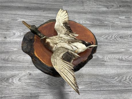 TAXIDERMY WOOD MOUNTED DUCK 22”