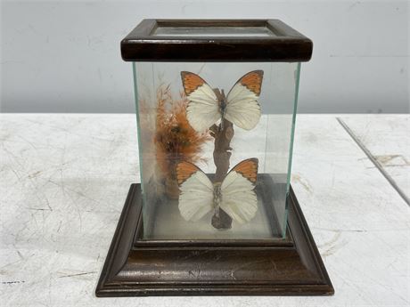 VINTAGE TAXIDERMY BUTTERFLIES IN DISPLAY CASE (9” tall)