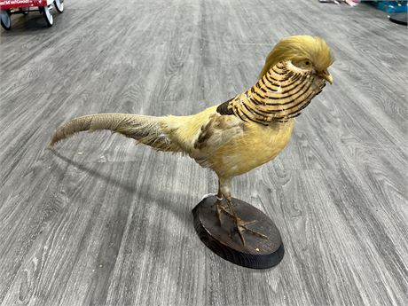 TAXIDERMY GOLDEN PHEASANT (Chinese Pheasant) 28”wide, 15”tall