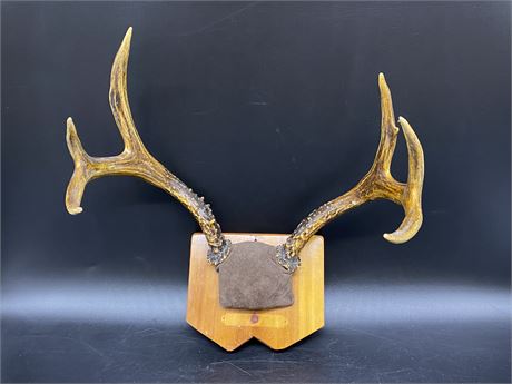MOUNTED HORN DECOR (14” wide)