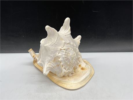 LARGE CONCH SHELL 9” WIDE 6”H