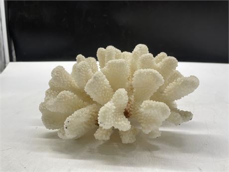 LARGE PIECE OF SEA CORAL 7”