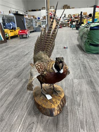 TAXIDERMY RING NECKED PHEASANT (24” tall)