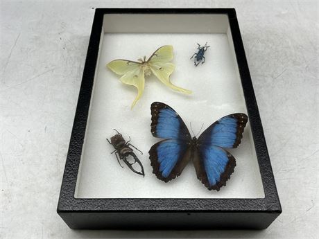 BEAUTIFUL BUTTERFLY AND INSECT TAXIDERMY SHADOW BOX DISPLAY 8X12”