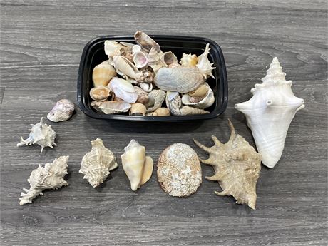 LOT OF ASSORTED SHELLS FROM WORLD TRAVEL (LARGEST IS 7”)
