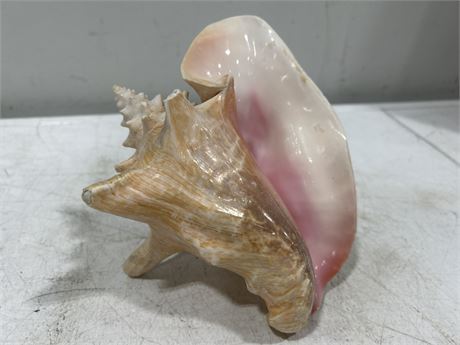 LARGE CONCH SHELL - 9” X 6”