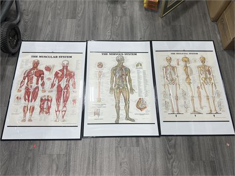 3 EDUCATIONAL HUMAN BODY POSTERS (22”x34”)