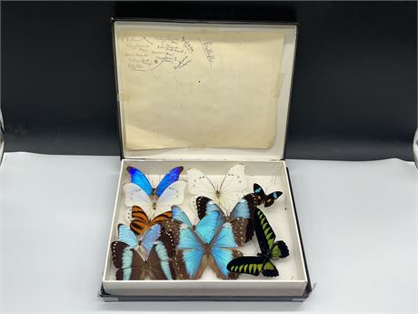 BOX OF VINTAGE TAXIDERMY BUTTERFLIES - LARGEST IS 6” WINGSPAN
