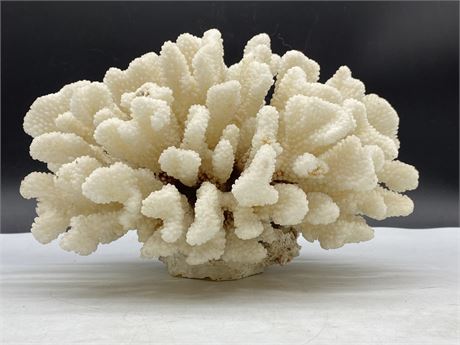 LARGE CORAL ON PEDESTAL (7.5” TALL)