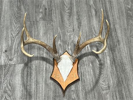 ANTLER WALL MOUNT - 19” WIDE