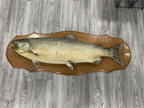 LARGE TAXIDERMY FISH ON PLAQUE (51” long)