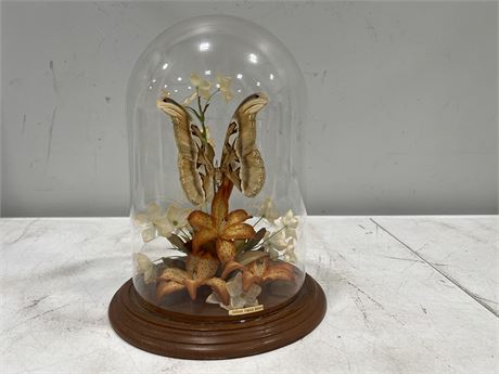 VINTAGE LARGE TAXIDERMY ATTACUS ATLAS BUTTERFLY UNDER GLASS DOME DISPLAY