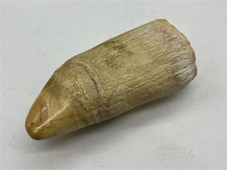 LARGE SPERM WHALE TOOTH (7” long, 870 grams)