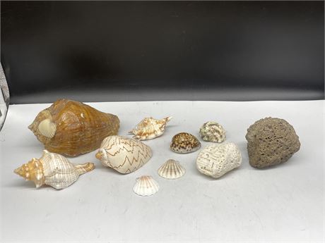 LOT OF SEA SHELLS & CORAL - LARGEST SHELL IS 7” WIDE