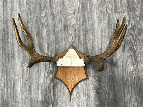 ANTLER WALL MOUNT - 25” WIDE