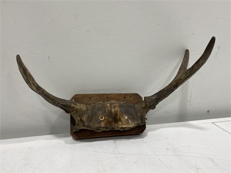 ANTLER WALL MOUNT (17.5” wide)