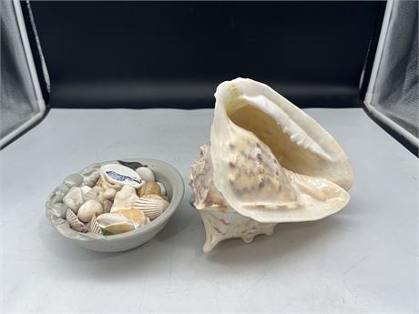LARGE CONCH SHELL 9” + BOWL OF MISC SHELLS ECT