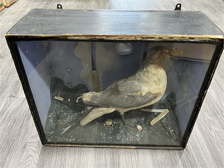 VINTAGE MOUNTED SEAGULL IN WOOD BOX (18.5”x15.5”)