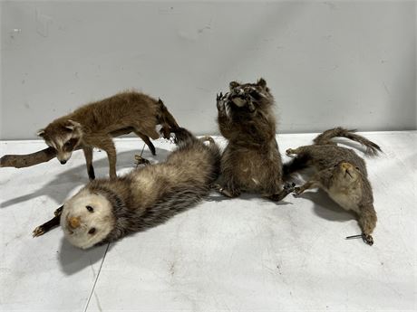4 TAXIDERMY ANIMALS - ALL HAVE DAMAGE / AS IS (Longest is 19”)