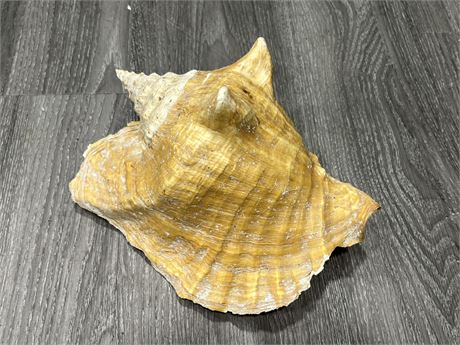 LARGE CONCH SHELL (11”)