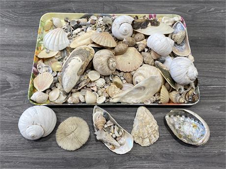 LARGE LOT OF SHELLS FROM WORLD TRAVEL INCLUDING ABALONE CONCH SCALLOP