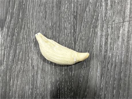 VINTAGE SPERM WHALE TOOTH - 3” LONG