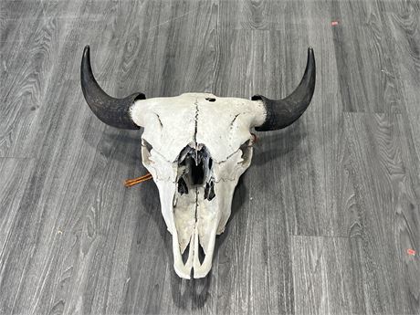 LARGE BULL HEAD / SKULL WITH HORNS - 20” LONG 25” WIDE