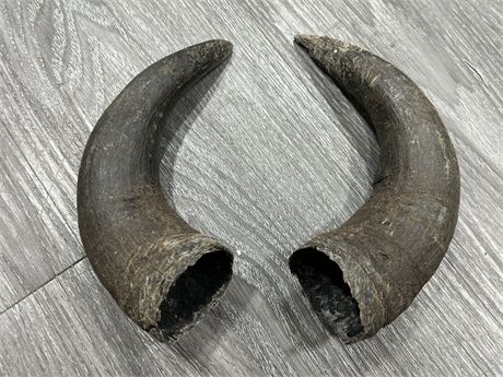 PAIR OF VERY OLD ANTIQUE HORNS (8”)