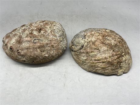 PAIR RARE LARGE ABALONE SHELLS 8” WIDE
