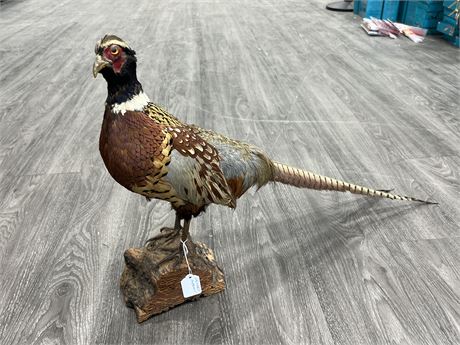 TAXIDERMY RING NECKED PHEASANT (28”wide, 17”tall)