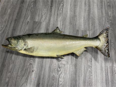 TAXIDERMY SALMON (CONDITION ISSUES) 40”