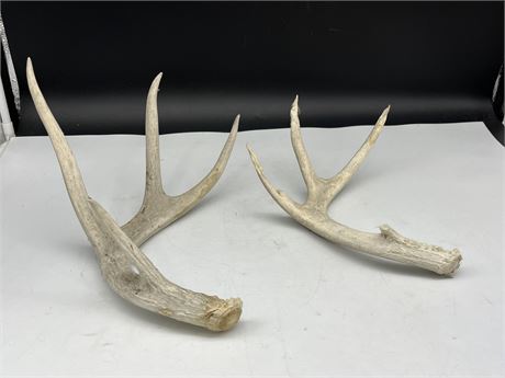 2 SUN BLEACHED ANTLERS 13”