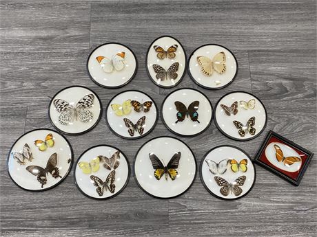 COLLECTION OF TAXIDERMY BUTTERFLIES