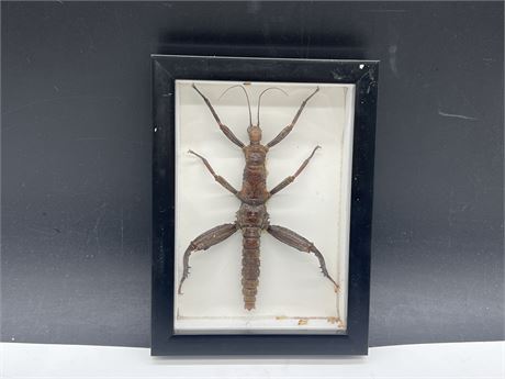 TAXIDERMY LARGE EXOTIC INSECT DISPLAY - 6”x8”