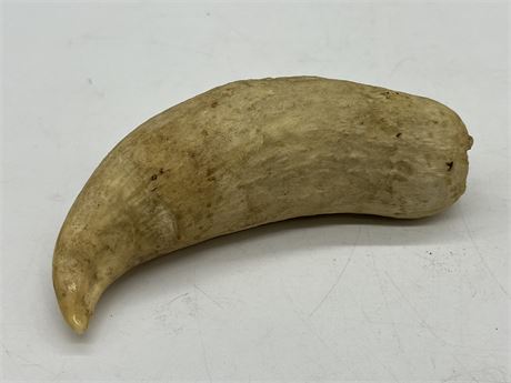 LARGE SPERM WHALE TOOTH (5.5” / 335 grams)