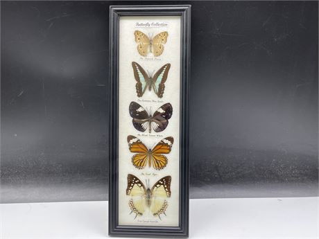 TAXIDERMY BUTTERFLY COLLECTION 5”x14”