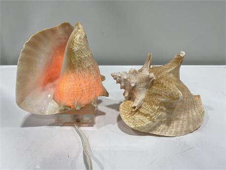 VINTAGE CONCH LAMP & SHELL