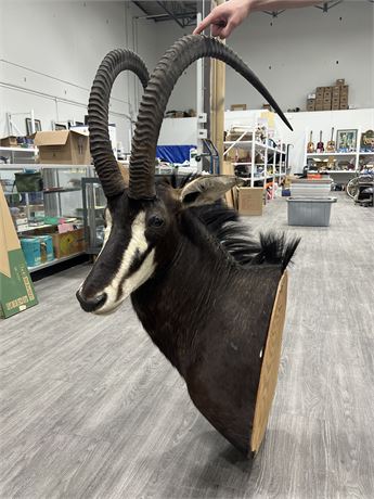 LARGE TAXIDERMY SABLE ANTELOPE - APPRX 50” TALL