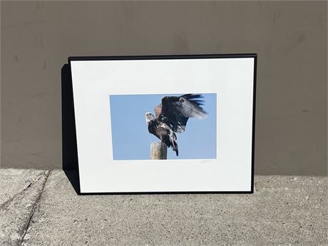 FRAMED EAGLE PHOTOGRAPH BY ISABELLE GROC 16x20”