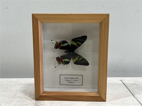 VINTAGE BUTTERFLY TAXIDERMY IN SHADOW BOX  - BOX IS 7”x6”