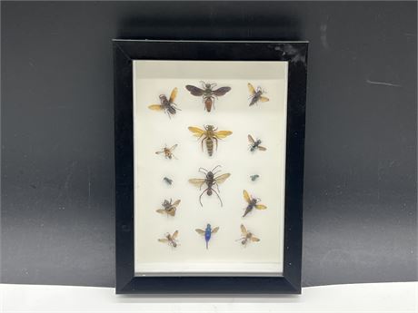 TAXIDERMY EXOTIC INSECTS DISPLAY - 6”x8”