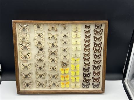 VINTAGE COLLECTION OF BEAUTIFUL TAXIDERMY BUTTERFLIES - 20”x16”