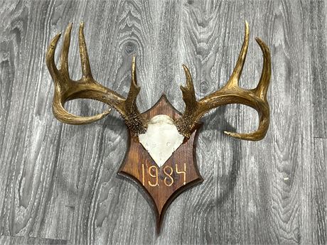 ANTLER WALL MOUNT - 17” WIDE